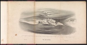 Organi genitali femminili della balena, 1827