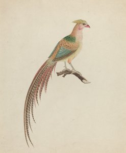 Fagiano dorato (Chrysolophus pictus) da British 18th Century