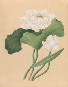 Loto indiano orientale (Nelumbo nucifera) da British 19th Century