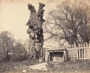 Vecchio albero vicino a Chatham da British 19th Century
