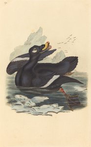 Anatra di velluto