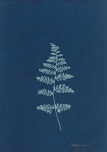Hothocleana, c. 1850 (foto) da British Photographer