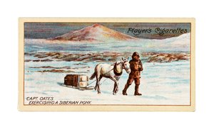 Cap. L.E.G. Oates che esercita un pony siberiano sul ghiaccio marino al largo di Cape Evans
