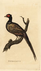 Fagiano comune, Phasianus colchicus da British School