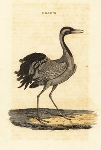 Gru demoiselle, Grus virgo da British School