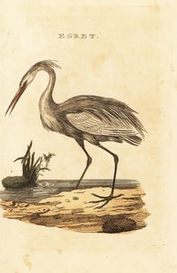 Grande airone bianco, Ardea alba da British School