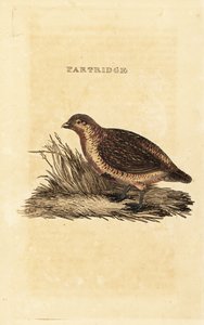 Pernice grigia, Perdix perdix