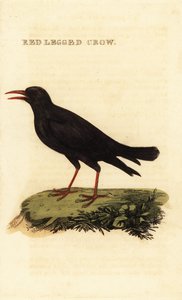 Gracchio corallino, Pyrrhocorax pyrrhocorax da British School
