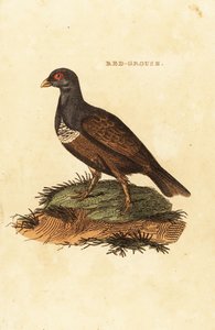 Gallo cedrone rosso, Lagopus lagopus scotica da British School