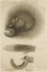 La testa e le mani di un orangutan, c.1818-30 da British School