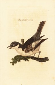 Ballerina bianca, Motacilla alba da British School