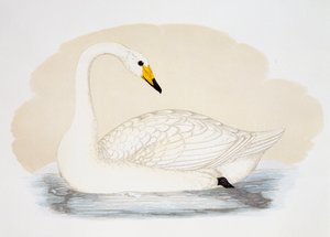 Cigno selvatico (Cygnus cygnus), incisione da British School