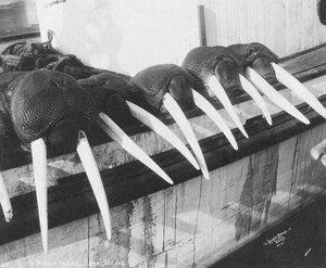 Zanne di tricheco, Nome, Alaska, 1931 circa (foto)