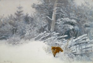 Una volpe nei boschi invernali