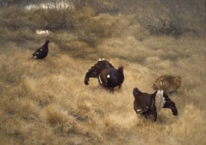 Gioco di accoppiamento del gallo cedrone nel muschio da Bruno Andreas Liljefors