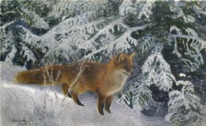 Volpe in Inverno