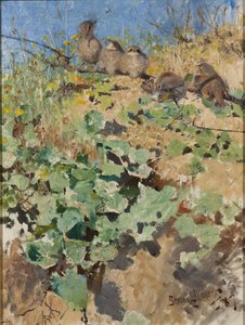 Nidiacei di Averla Maggiore da Bruno Andreas Liljefors