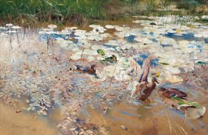 Anatre selvatiche da Bruno Andreas Liljefors