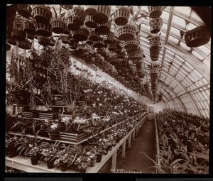 Orchidee in una serra presso la tenuta di Helen Gould (ex residenza di Jay Gould) a Tarrytown, New York, 1894