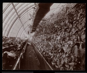 Orchidee in una serra presso la tenuta di Helen Gould a Tarrytown, New York, 1894