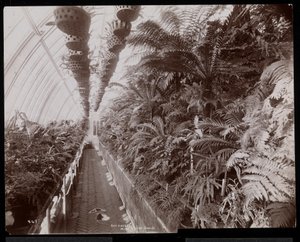 Piante in una serra nella tenuta di Helen Gould (ex residenza di Jay Gould) a Tarrytown, New York, 1894 da Byron Company