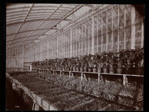 Piante in una serra nella tenuta di Helen Gould (ex residenza di Jay Gould) a Tarrytown, New York, 1894