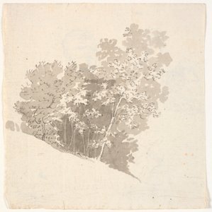 Gruppo di alberi