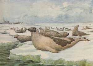 Caccia alla foca, Terranova, 1916 da C.G Lowther