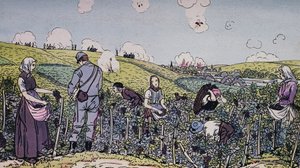 I nostri viticoltori raccolgono sotto il fuoco, la vendemmia nella regione della Champagne nel 1914, Prima Guerra Mondiale da J.B. and Brown J. Rowbotham