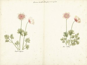 Due studi di anemoni da C. Baak