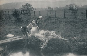 Tosatura delle pecore