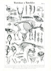 Illustrazione anatomica di ruminanti e pinnipedi