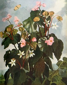 Begonia a foglie oblique da Caldwell