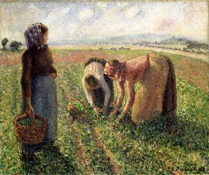 Raccolta dei piselli, Eragny da Camille Jacob Pissarro