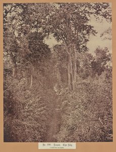 N. 120. Rangoon. Vicolo della Tigre da Capt. Linnaeus Tripe