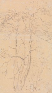 Schizzo di alberi, Shorwell, Isola di Wight da Capt. Thomas Hastings