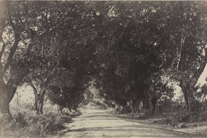 Viale degli alberi di baniano, Seringham, India
