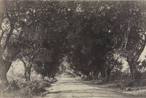 Viale degli alberi di Banian, Seringham, India da Captain Linnaeus Tripe