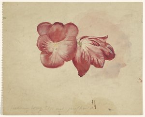 Due tulipani rossi da Carel Adolph Lion Cachet