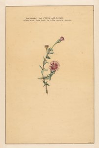 Ficoides seu Ficus aizoides da Carel Borchaert Voet
