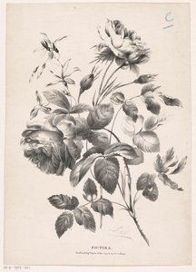 Due rose (Pictura) da Carel Christiaan Antony Last