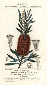 Callistemon di Albany, Callistemon speciosus