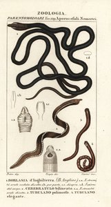 Vermi a nastro, Lineus longissimus, Borlasia angliae, verme proboscide, Cerebratulus bilineatus, Tubulanus polimorphus, Tubulanus elegans da Carini Carini