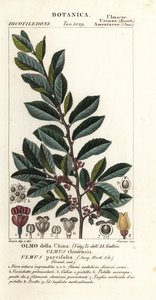 Olmo cinese, Ulmus parvifolia, Ulmus chinensis, Olmo della Cina