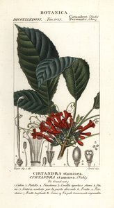 Cyrtandra staminea da Carini Carini