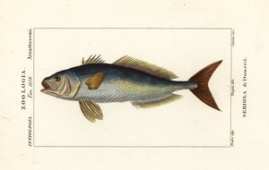Ricciola maggiore, Seriola dumerili, Seriola di Dumeril da Carini Carini