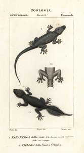 Geco domestico, Hemidactylus frenatus 1, e geco a coda larga, Phyllurus platurus 2 da Carini Carini