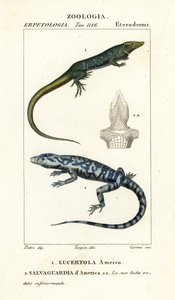 Corridore della giungla, Ameiva ameiva, e tegu dorato, Tupinambis teguixin