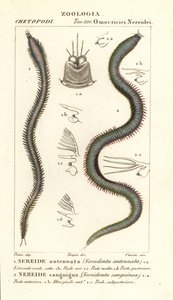 Leodice antennata, Nereidonta antennata 1, e Eunice sanguinea, Nereidonta sanguinea 2