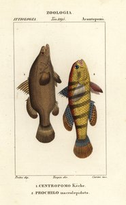 Persico del Nilo, Lates niloticus, e pesce dormiente o ghiozzo, Ophiocara macrolepidota da Carini Carini